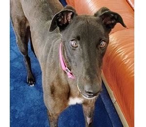 greyhound adoptions wa|HOME .